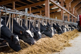 Foto: Kühe im Stall