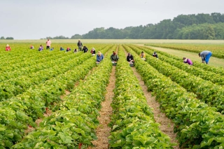 Foto: Händische Ernte